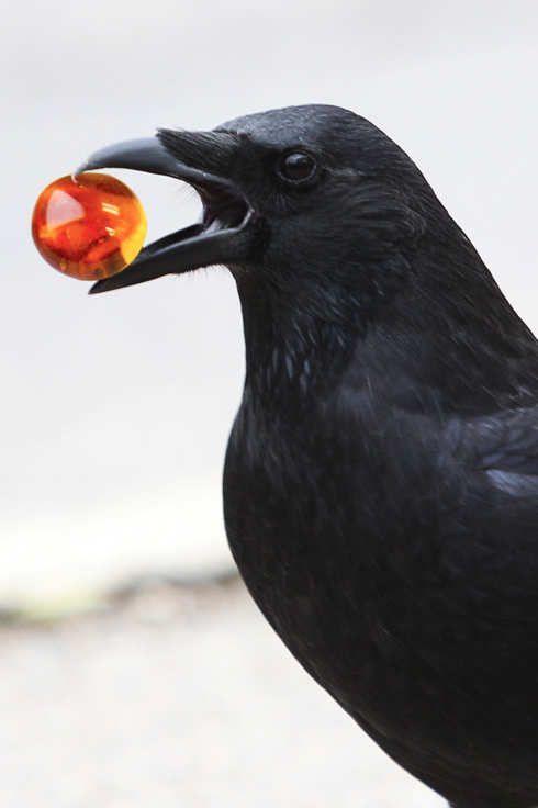 noctebestia:crows!!!! holding flowers!!!!! walking!!!!!! holding round things!!!