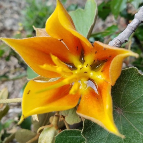 Ants stealing a nectar snack from a Fremontodendron at the gardens! I didn&rsquo;t see a label for t