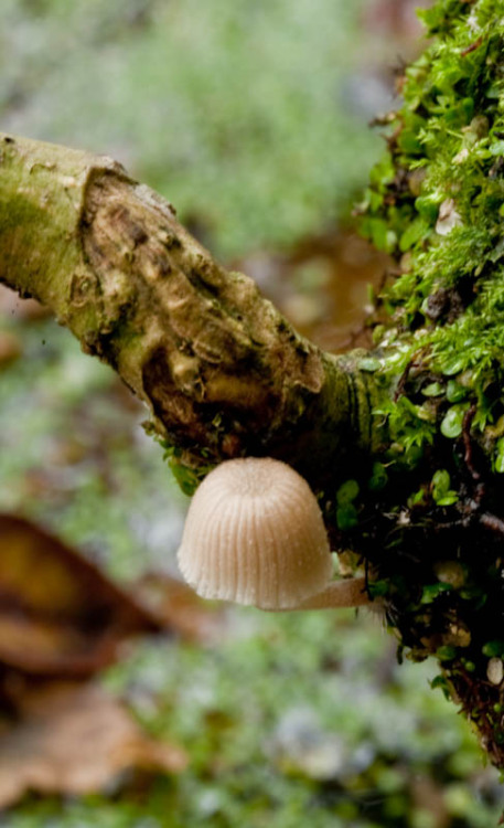 mushroom 52 by GerbenT