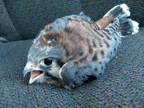 ehentalix:al-grave:Just a baby hawkHe scream at chair O>O