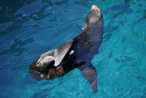 The Galápagos Islands sometimes felt like we were on another planet watching alien species! There ar