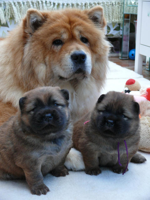 Proud Mummy Ruby (by Xianyang Chow Chows)