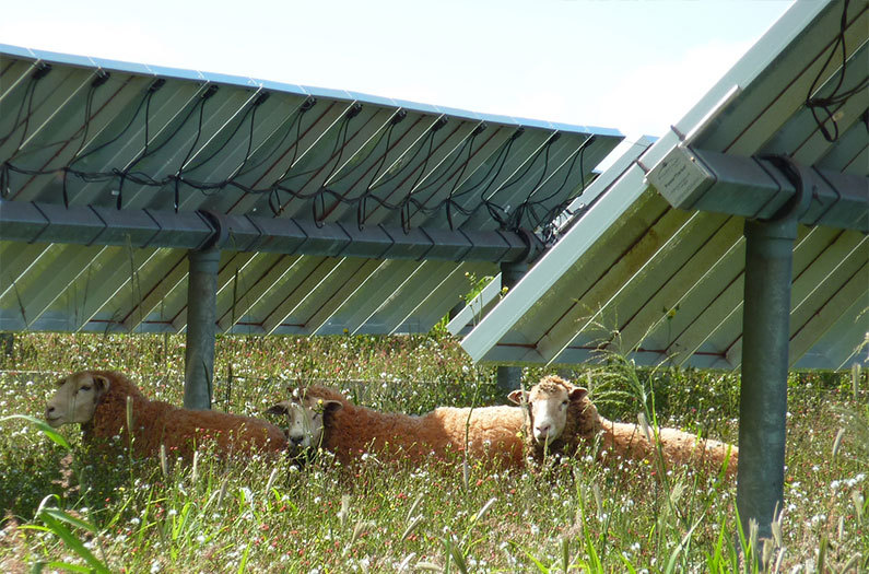 jeza-red:  probablyasocialecologist:    Neglected pastures thrive under solar panels