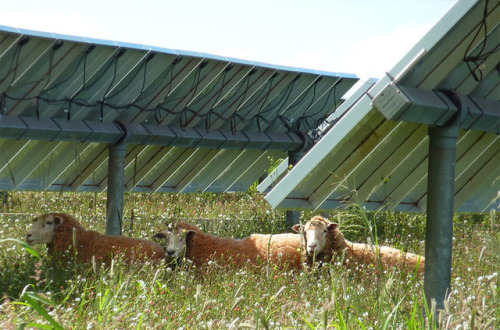 the-bluebonnet-bandit:bomberqueen17:probablyasocialecologist:Neglected pastures thrive under solar p