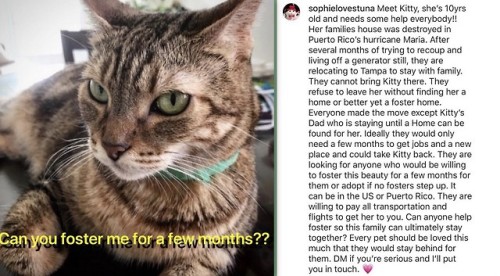 fuckyeahfelines:sophielovestuna on instagram has put out a foster home plea for this beautiful kitty