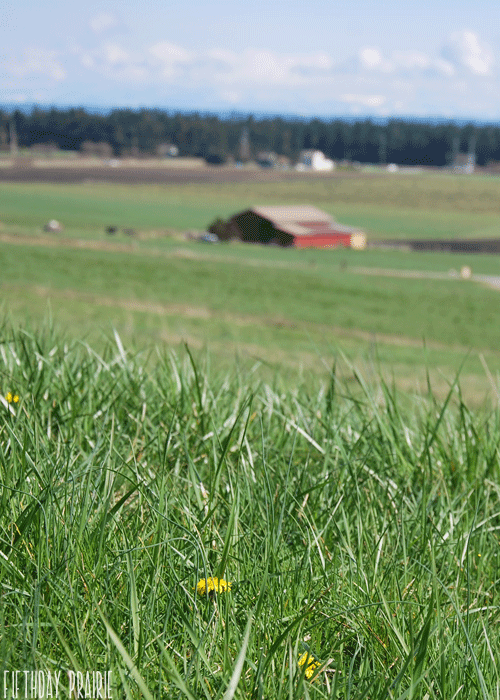 Ebey’s Prairie Coupleville, WA - March 2013