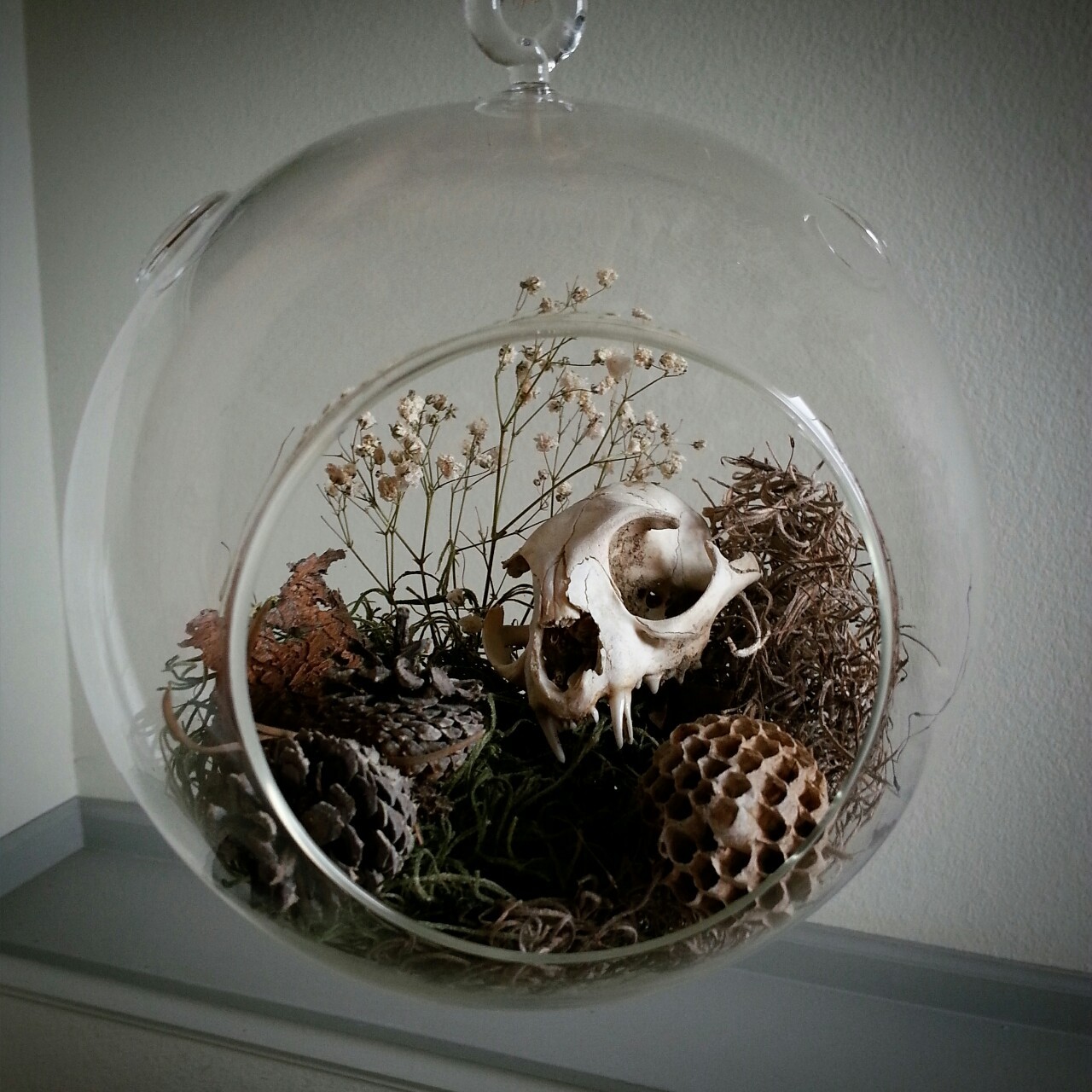 waspandbone:  Acquired a glass terrarium recently and finally got around to filling