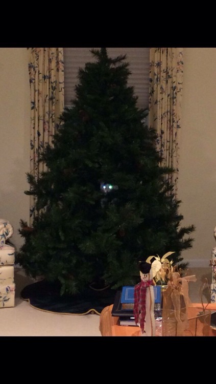 Where is cat?