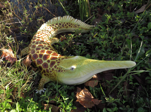 iamoutofideas:avvocarlo:bookrat:Aphaneramma, a marine temnospondyl amphibian with a cute crocodile f