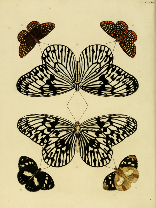 nemfrog:Butterflies of the genus idea. De uitlandsche kapellen. v.3. 1782.Internet Archive