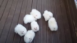 babyanimalgifs:  Someone dropped their cotton balls