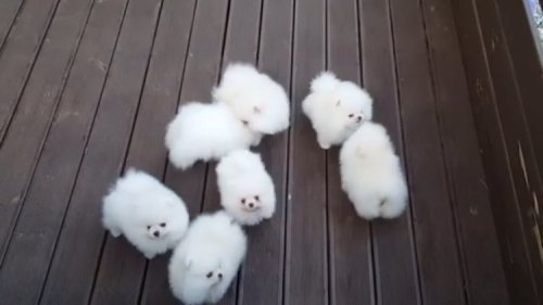 skypig357: after-mycoffee: babyanimalgifs: Someone dropped their cotton balls OHMYGOD Look at the fl