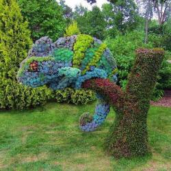 biolola:  Succulents grown into the shape of a Chameleon, Montreal Botanical Garden.. 