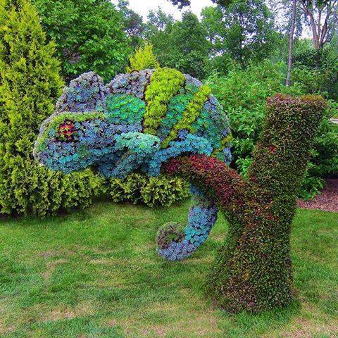 fauxboy:biolola:Succulents grown into the shape of a Chameleon, Montreal Botanical Garden..THATS SO 