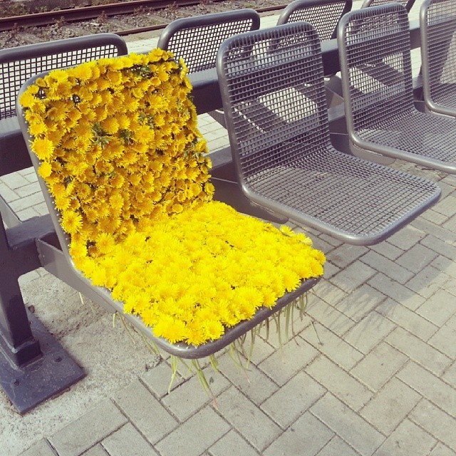 fernacular:  lucybelen:  plantial:  I did this at a bus stop once. I missed my bus