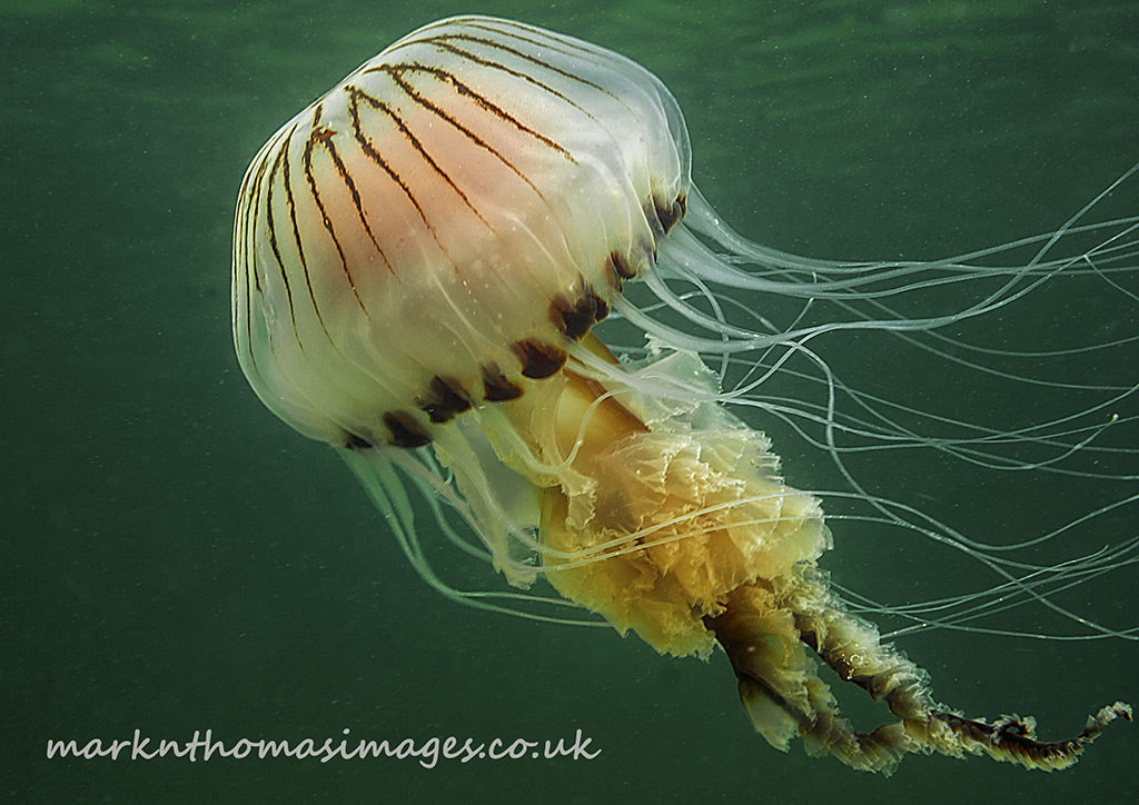 mooonjellies:  Danygraig  