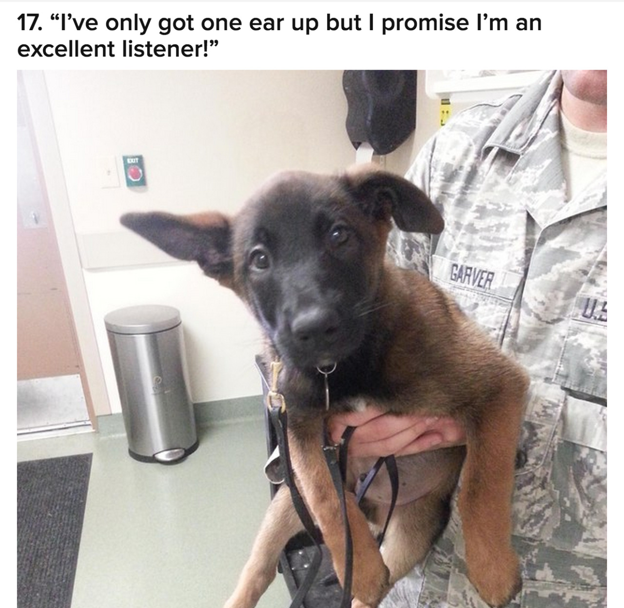 buzzfeed:  18 Adorable Puppies On Their First Day Of Work 