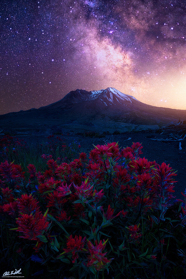 drxgonfly: The Cosmos (by Chris Williams) 