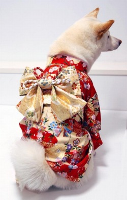 haemus:  shiba inus wearing kimono omg