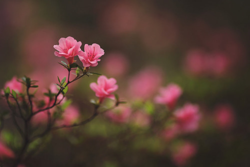 te5seract: Sweet azalea, Once upon a time &amp; Memories of Spring  by Tammy Schild
