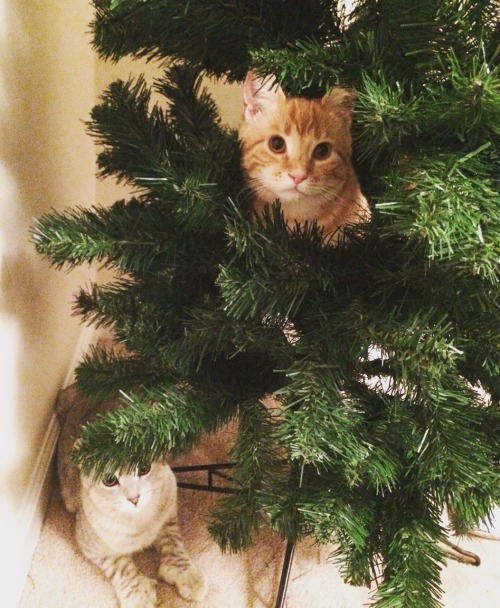 Look dad I’m an ornament