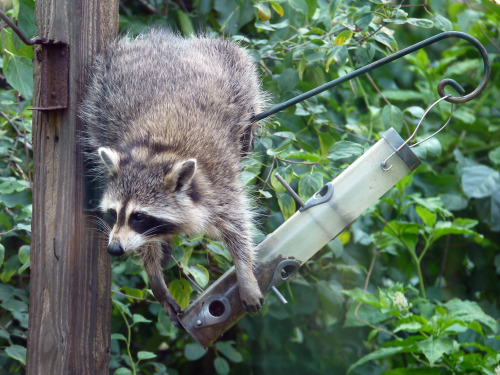 Raccoons (Procyon lotor) are omnivores and opportunists. They love seeds and nuts, and they’ll empty