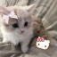 sillykittyl0ver