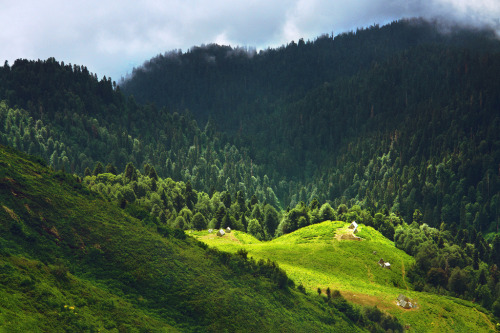 leebarguss:  Red glade (by dSavin) 