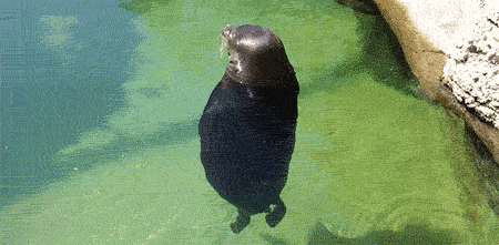 fuckyeahdementia:  Silly, spinning Hawaiian Monk Seal 
