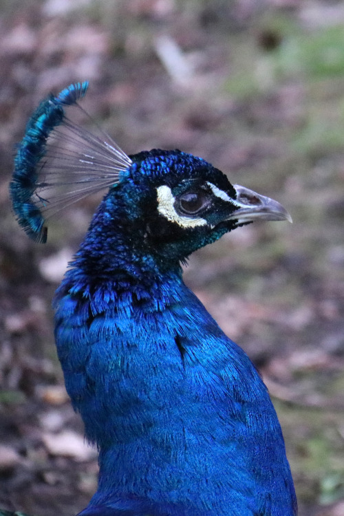 Peacock/påfågel. Holland Park, London.