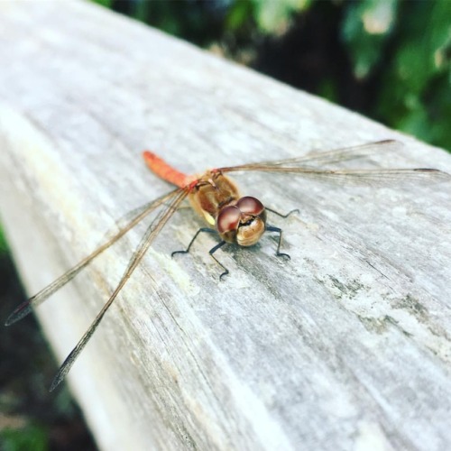 #dragonfly #insect