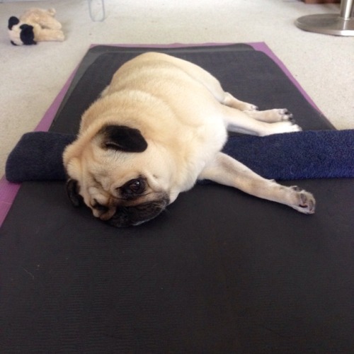 Harry&rsquo;s doing Pilates. Or, &lsquo;Puglates&rsquo; if you will.
