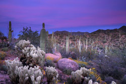 Tucson, Arizona Sunrise 