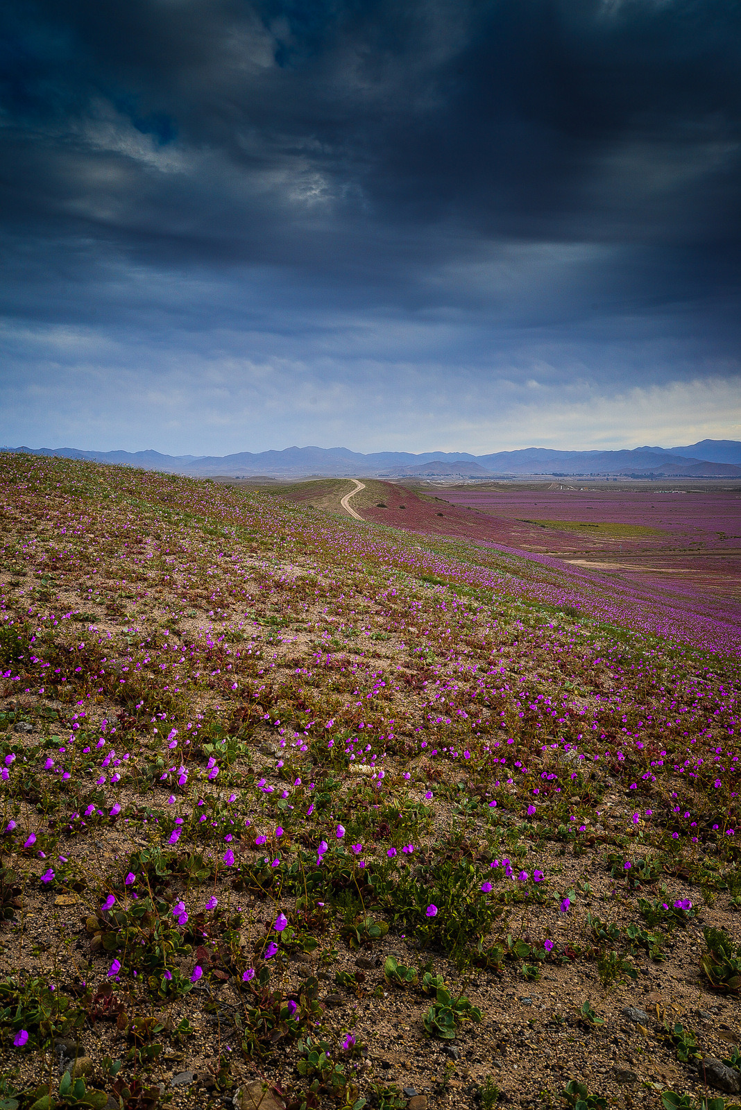 kusta-astronaut:  Desierto Florido 