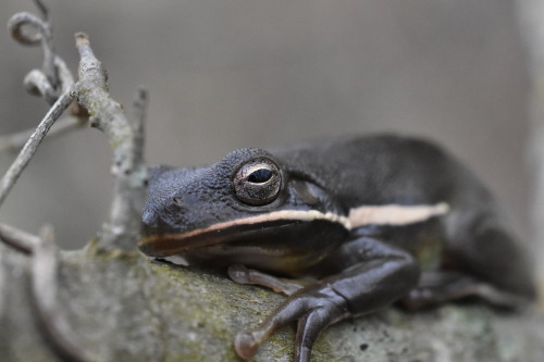 I was initially skeptical that this is an American green tree frog (Dryophytes cinereus), as it is e