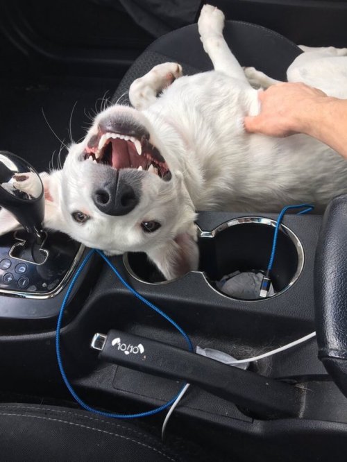 dog-rates:  This is Callie. She’ll be your navigator today. Takes her job very seriously. Will shift for you. One ear always in the pupholder. 12/10  