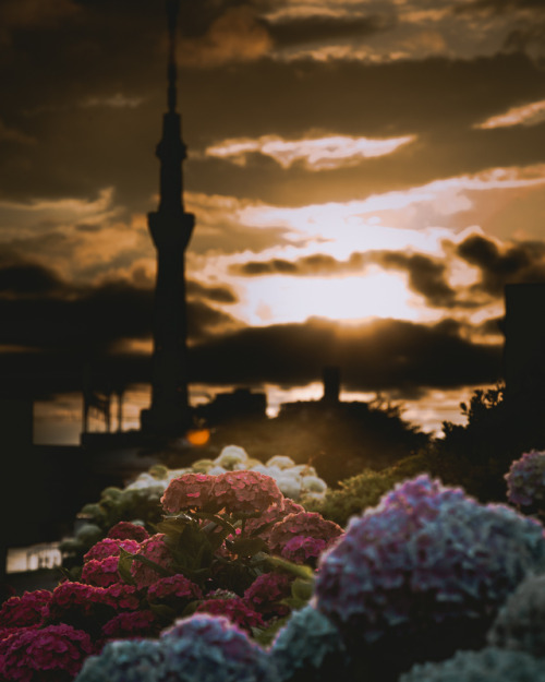 Hydrangeas at dusk with Skytree .The rainy season &ldquo;Tsuyu&rdquo; started in Japan ☔️Fee