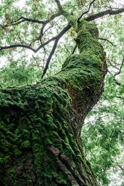 peonagabriel:  Old tree with moss