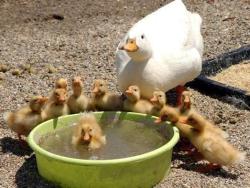 dboybaker:  bunnyfood:  Family Photo  look how fucking proud it is 