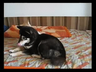tastefullyoffensive:  Cats Attacking Dogs adult photos