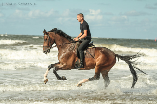 real-geldings-have-curves:Laureano (Holsteiner)