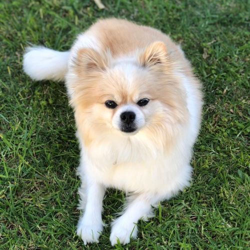 The weather’s been great lately for a roll on the grass . . . #pomeranian #chihuahua #pomchi #chiran