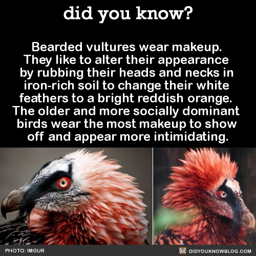 did-you-kno:  Bearded vultures wear makeup. They like to alter their appearance by rubbing their hea
