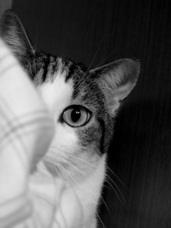 derpycats:  This is how he spies me. http://sputnik747.tumblr.com/