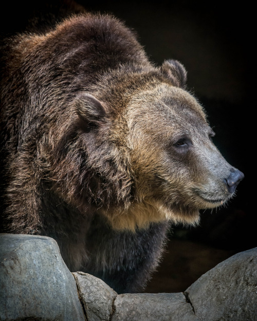 sdzoo:Brown bears can spend 4 to 6 months a year curled deep in sleep in a den. That’s 1/3 to ½ of 