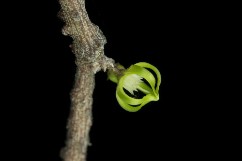  Cynanchum marnierianum is a strange member of the milkweed family originating in Madagascar. The pl