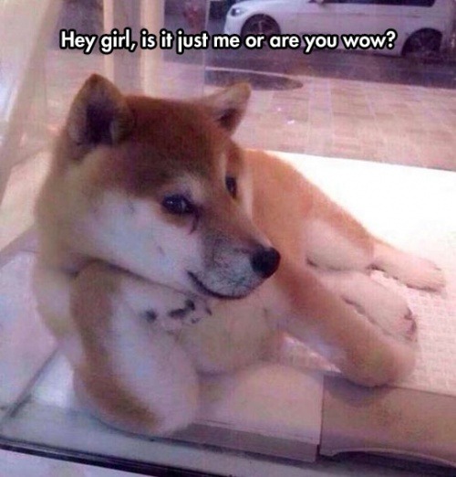 lolshtus:  Much Smooth, Very Flirt, Wow