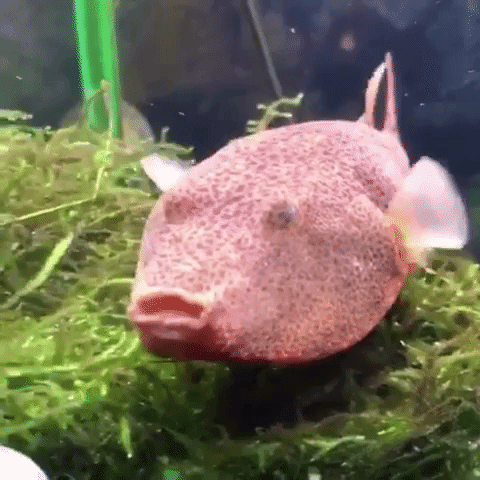 poc-recovering: Potato puffer (Tetraodon miurus)