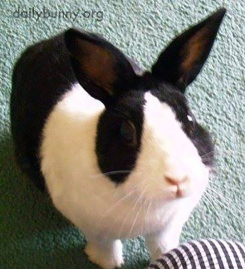 dailybunny: Somebody Give Bunny a Treat Already Thanks, Thomas and bunny Mr. Bigglesworth! Thomas wr