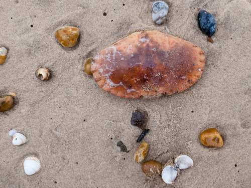 Beachcomber - weekly round up of my daily walks along the beach and findsX100